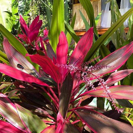 Nuscaa Boutique Tree House & Spa Hotel Puerto Morelos Luaran gambar